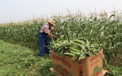 The Taste of Lancaster County: Homegrown Summer Produce at Shady Maple Farm Market