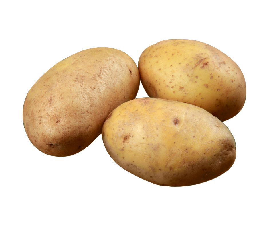 Shady Maple logo showing the words "shady maple" in all capital letters, red with gold trim, over a red maple leaf with gold veining.