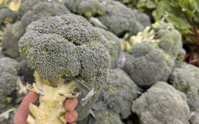 Fresh from Lancaster County: Broccoli Season Has Arrived at Shady Maple Farm Market