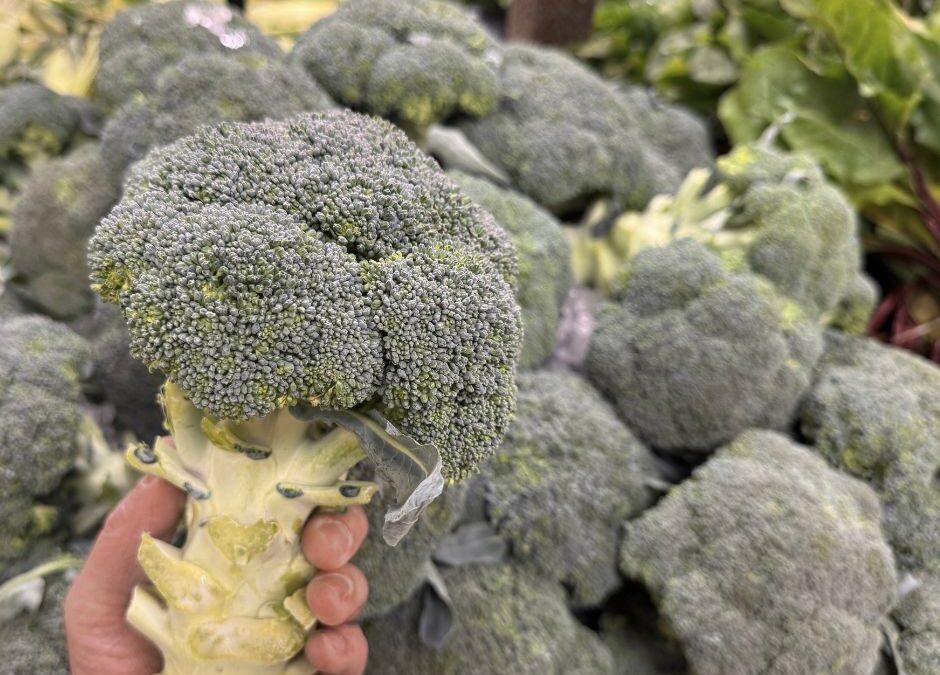 Fresh from Lancaster County: Broccoli Season Has Arrived at Shady Maple Farm Market