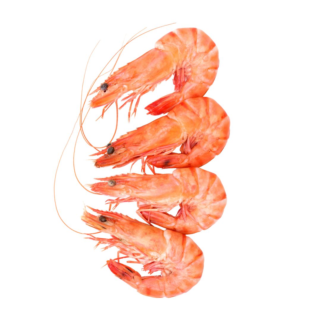 Argentine Red Shrimp