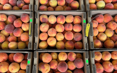 Sweet Summer Has Arrived! Early Peaches Now at Shady Maple Farm Market!