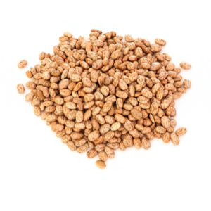 Shady Maple logo showing the words "shady maple" in all capital letters, red with gold trim, over a red maple leaf with gold veining.